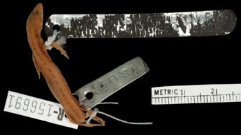 Media type: image;   Herpetology R-156691